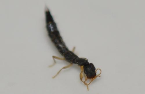 Réf. 269 966 : Astenus sp.